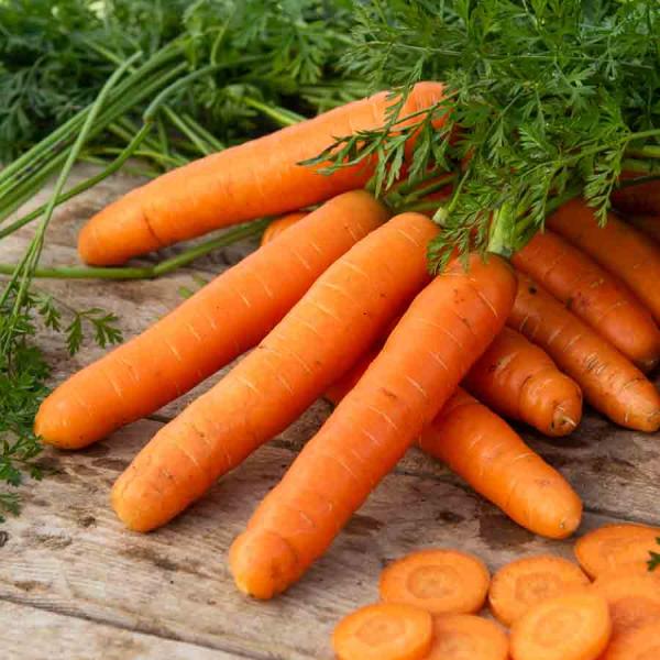 Potagères - Carotte Berlikumer 2 - BIO - face recto